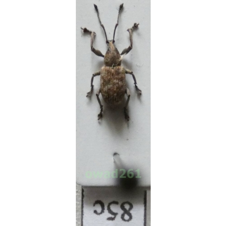 Neopyrgops sp. Heller, 1913 Philippines85c